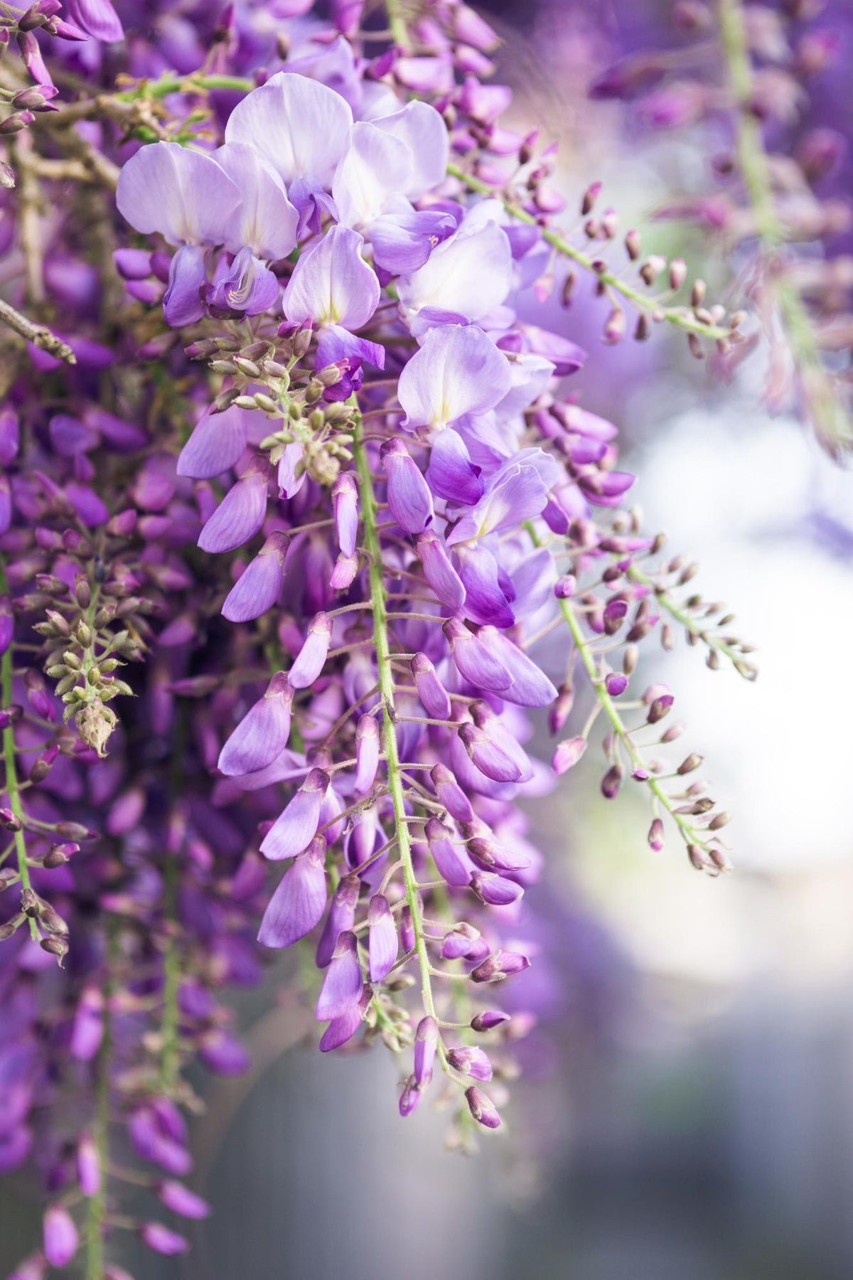 Blauregen Wisteria floribunda 'Naga Noda' – Kletterpflanze – Ø15cm – ↨65cm – 2 Pflanzen– Schnell wachsend – Duftende blaue Blütenrispen 