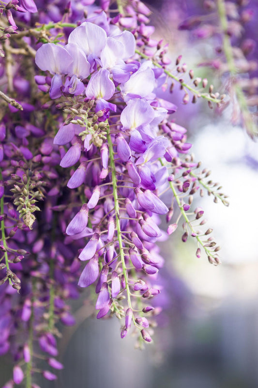 Blauregen Wisteria floribunda 'Naga Noda' – Kletterpflanze – Ø15cm – ↨65cm – 2 Pflanzen– Schnell wachsend – Duftende blaue Blütenrispen 
