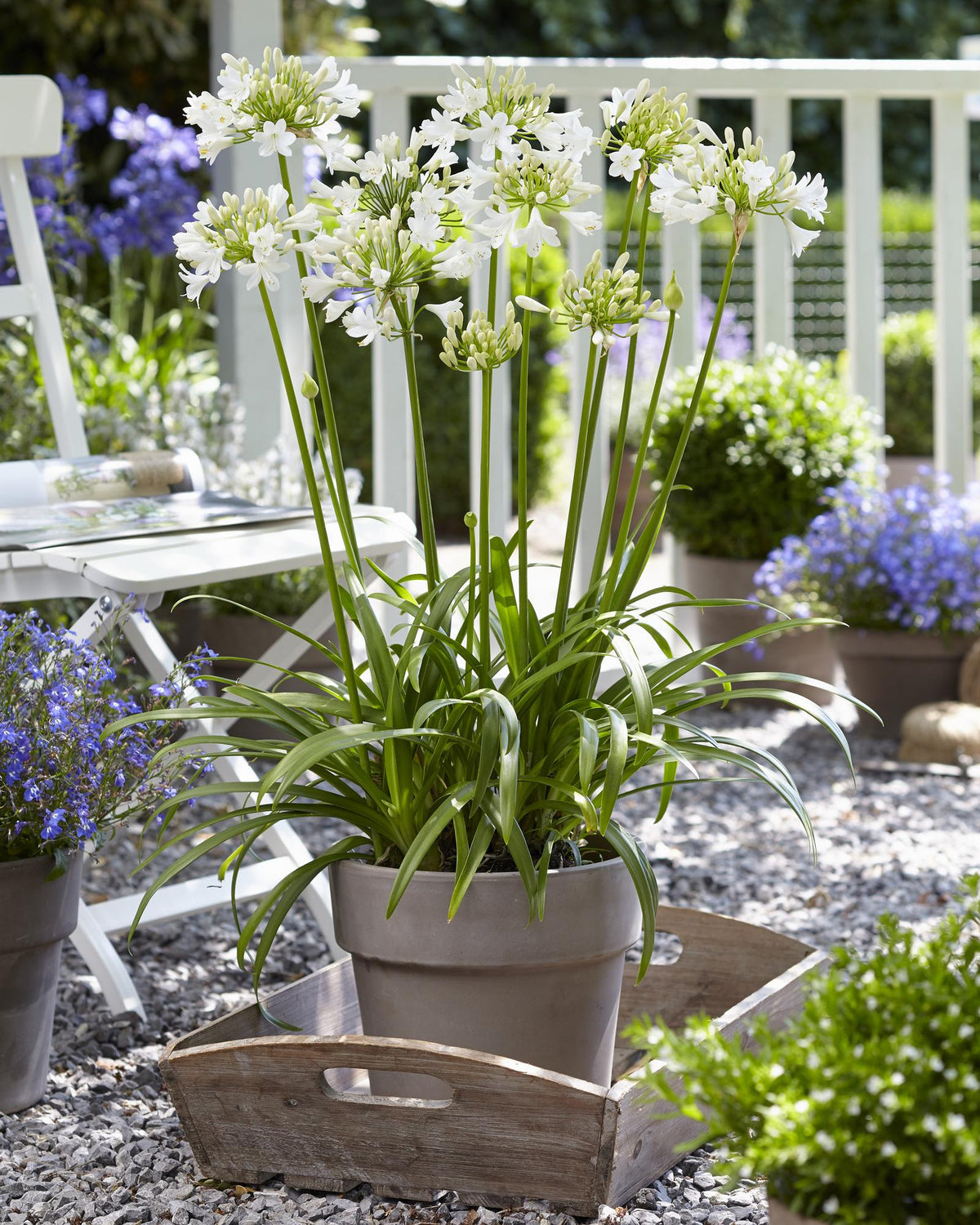 Schmucklilie - Agapanthus 'Ever White' - Ø19cm - ↕30cm 