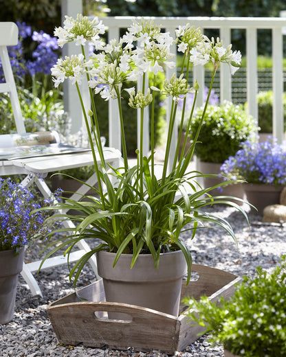 Schmucklilie - Agapanthus 'Ever White' - Ø19cm - ↕30cm 