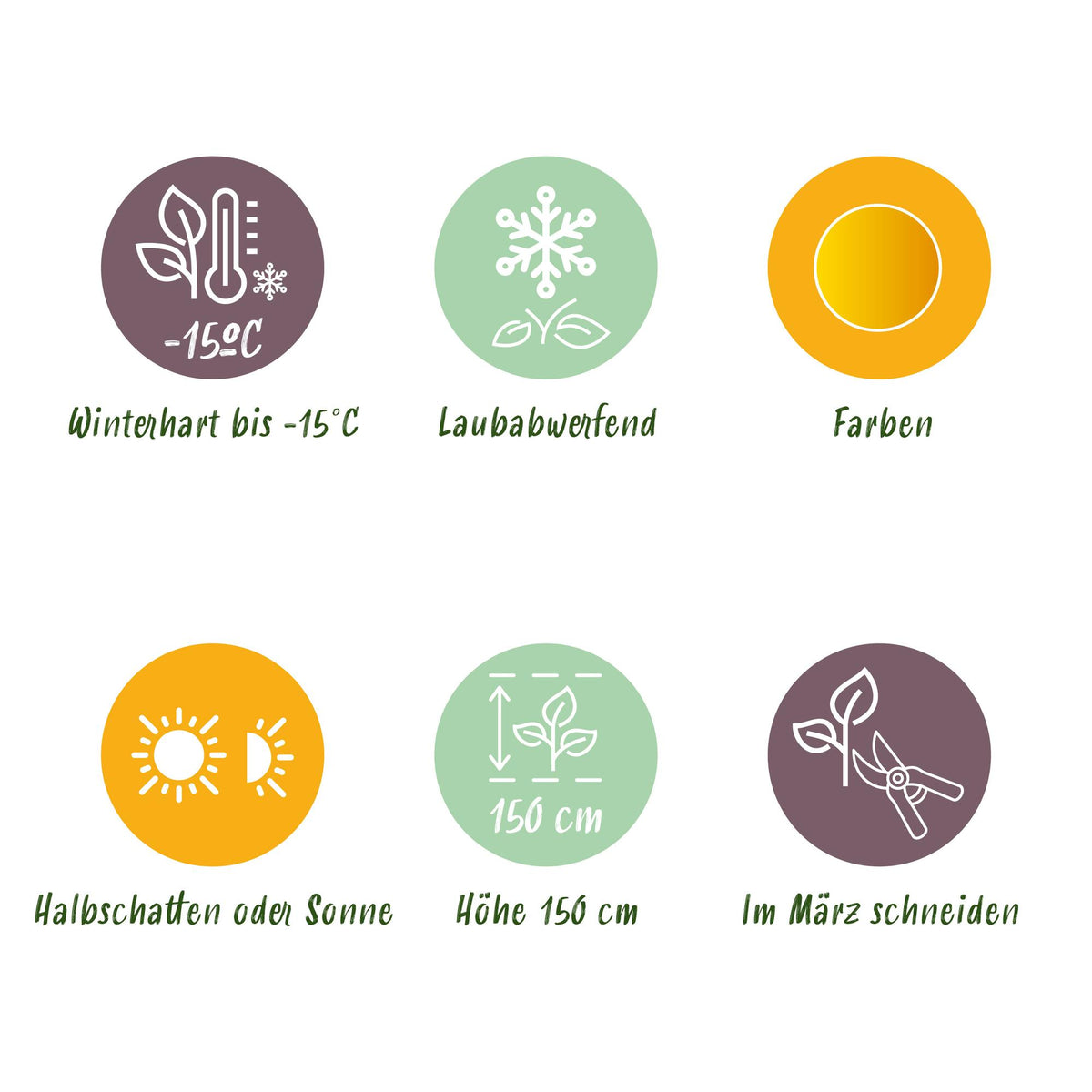 Green boutiQ - Gartenpflanze - Acer palmatum Jordan - Japanischer Ahorn - Laubabwerfend - Gelb - 1 - Topf 26cm - Höhe 90cm 