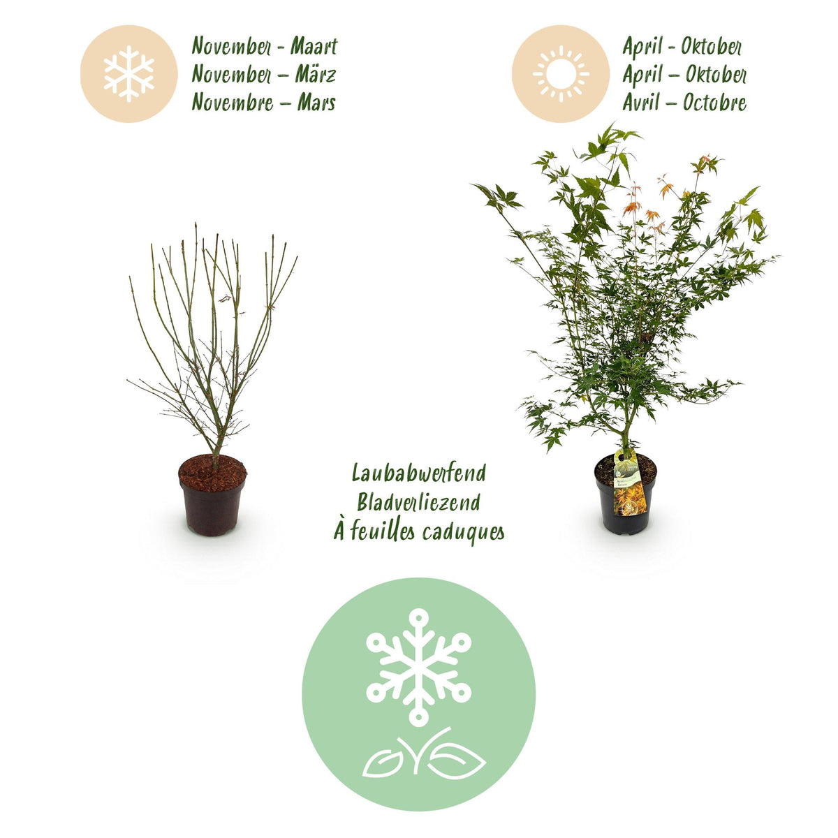 Green boutiQ - Gartenpflanze - Acer palmatum Katsura - Japanischer Ahorn - Laubabwerfend - Grün - 1 - Topf 26cm - Höhe 90cm 