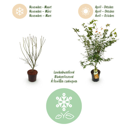 Green boutiQ - Gartenpflanze - Acer palmatum Katsura - Japanischer Ahorn - Laubabwerfend - Grün - 1 - Topf 26cm - Höhe 90cm 