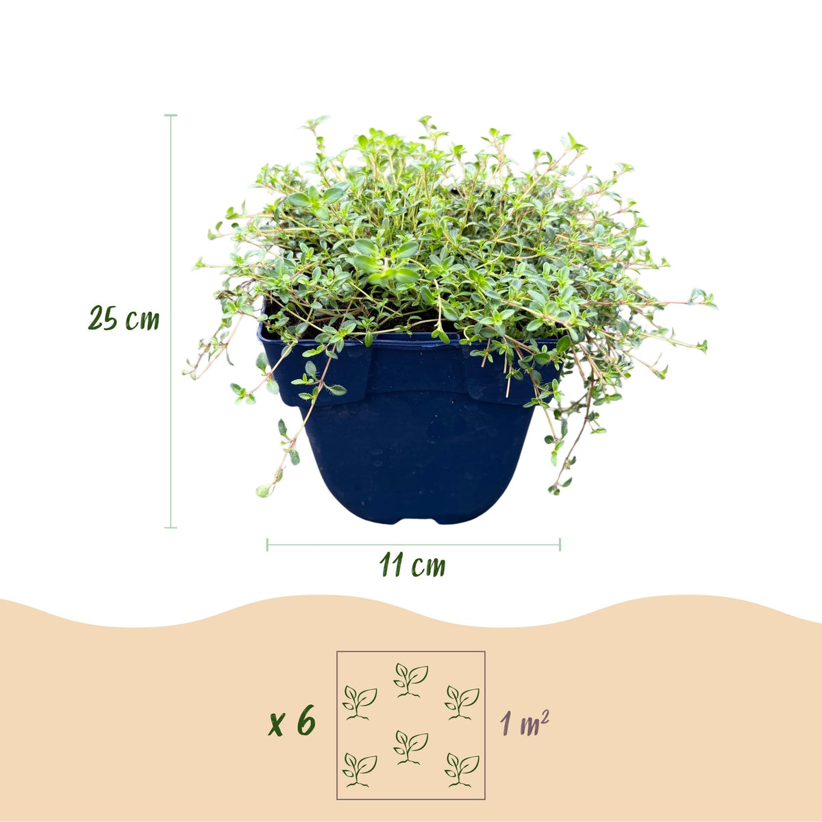 Kriech-Thymian 'Red Carpet' – Thymus praecox 'Red Carpet' – 6 Pflanzen – Topf Ø11cm – Ansicht 3