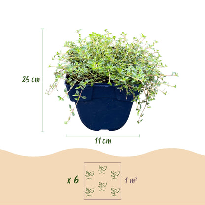 Kriech-Thymian 'Red Carpet' – Thymus praecox 'Red Carpet' – 6 Pflanzen – Topf Ø11cm – Ansicht 3