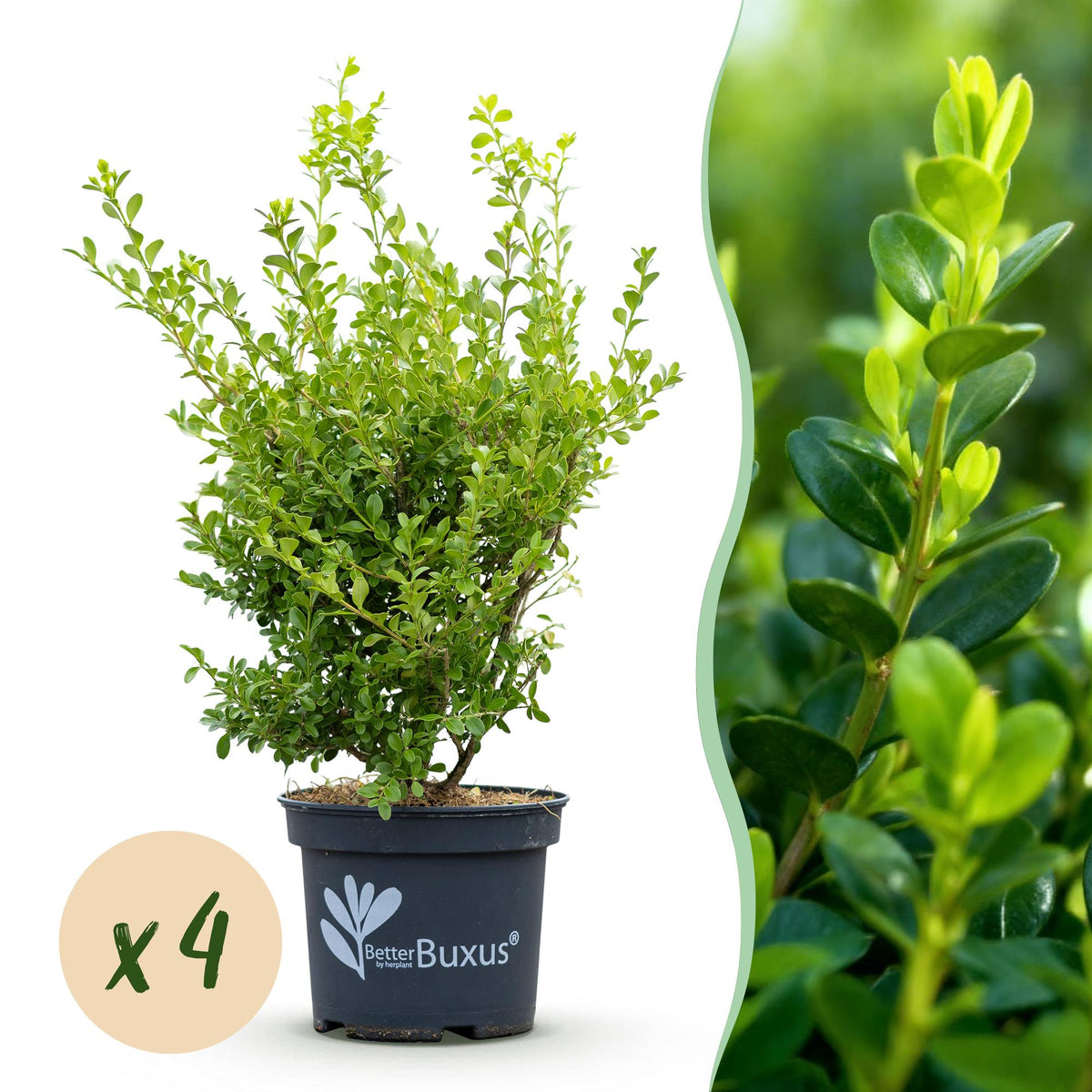 GreenboutiQ - Buxus Hecke - BetterBuxus Babylon Beauty - Resistenz gegen die Buxuskrankheit - 4 Pflanzen - 1 laufender Meter - Topf 19cm Höhe 50-55 