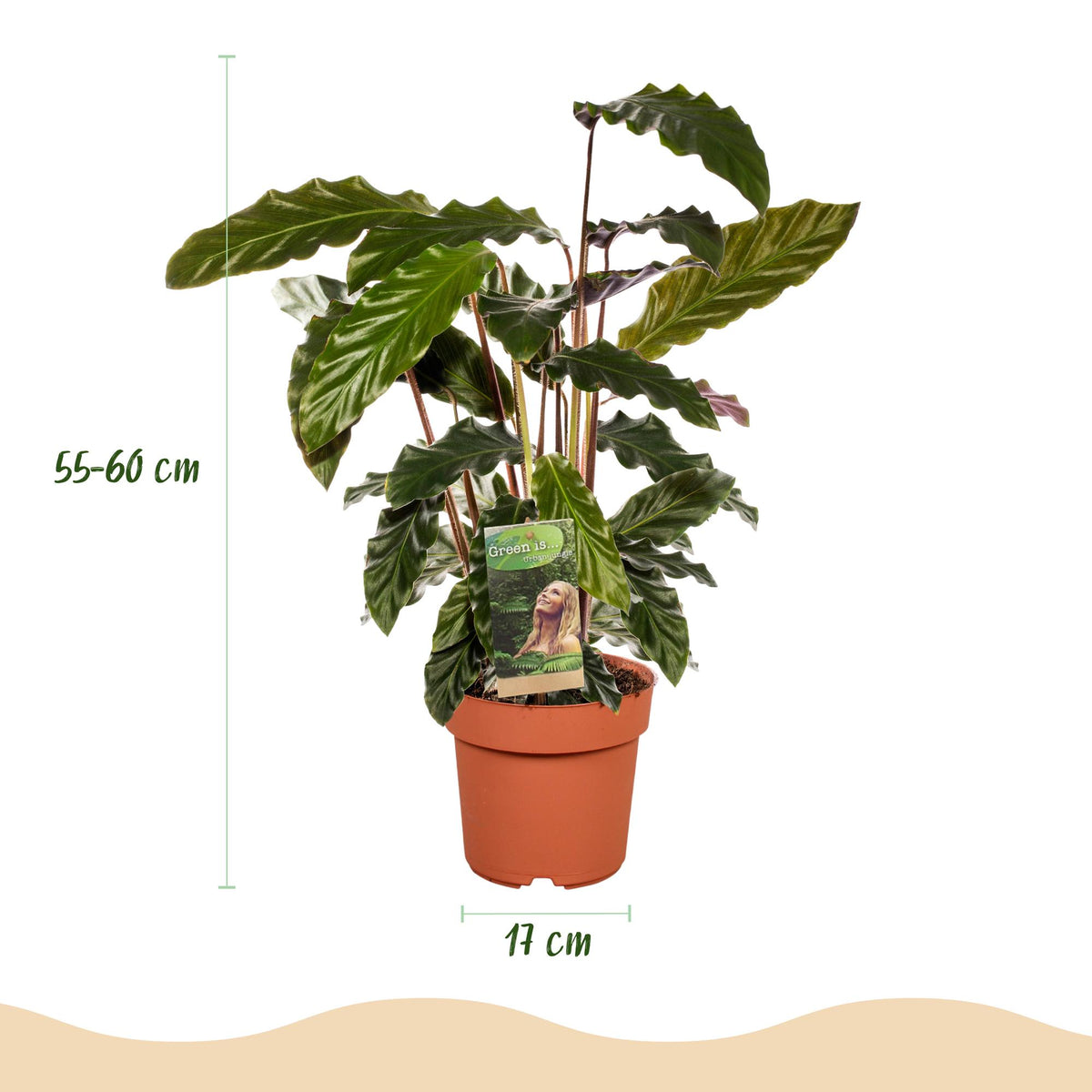 Samt-Korbmarante Calathea rufibarba, Topf Ø17cm – Ansicht 3