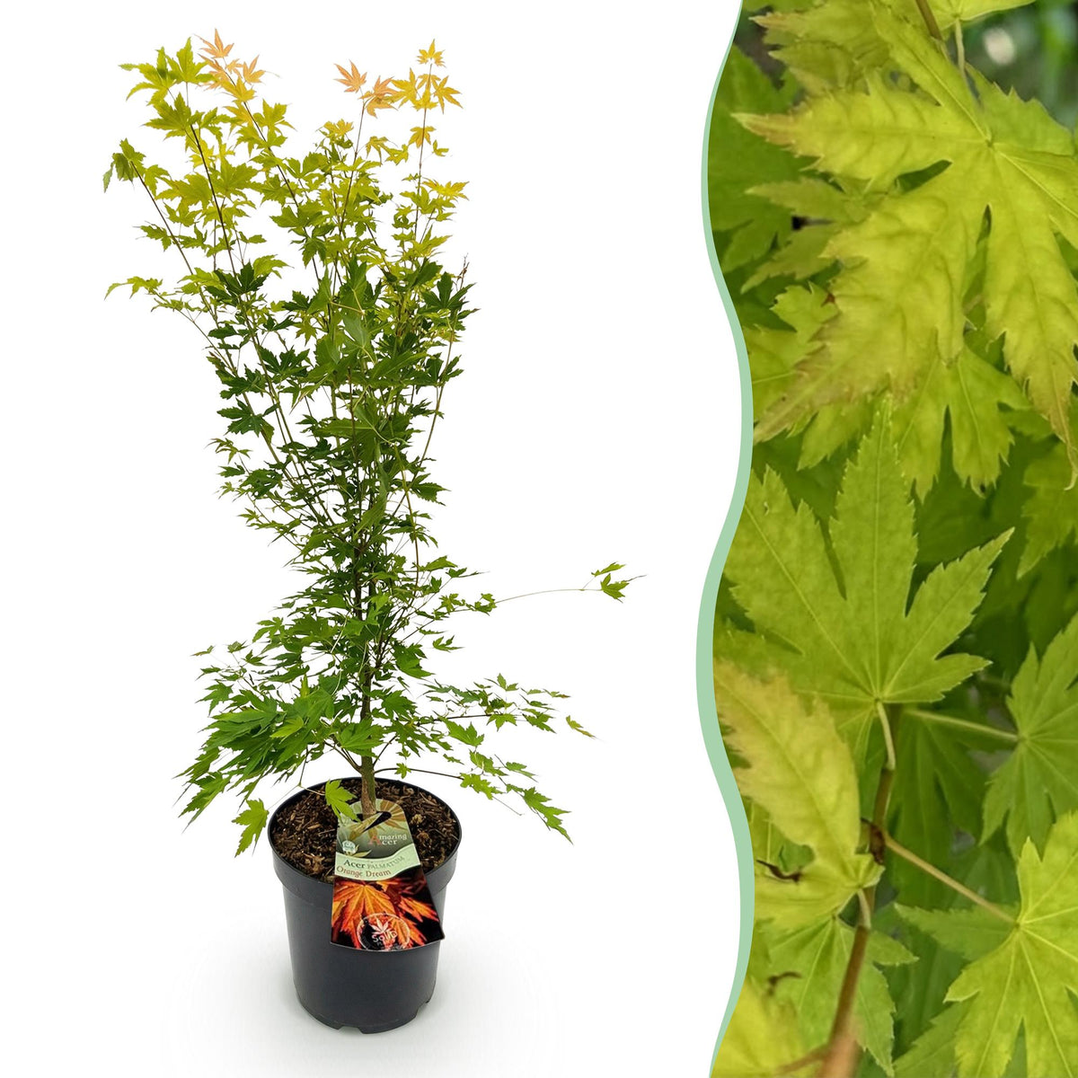 Green boutiQ - Gartenpflanze - Acer palmatum Orange Dream - Japanischer Ahorn - Laubabwerfend - Orange - 1 - Topf 26cm - Höhe 90cm 