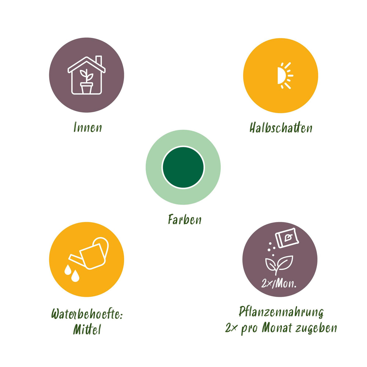 Monstera Deliciosa Fensterblatt Zimmerpflanze – Pflegeleichte Tropenpflanze 17cm – Höhe ca.50–55cm – Große dekorative Grünpflanze für Wohnzimmer & Büro - Oasis of Life