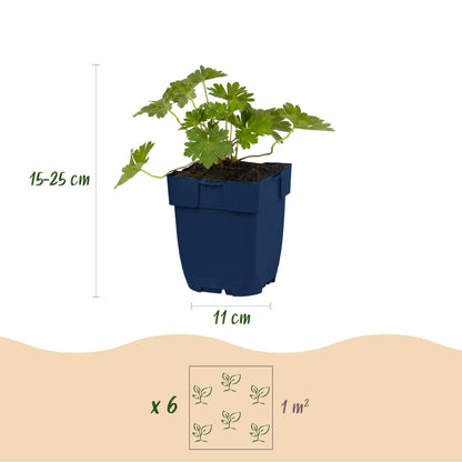 Storchschnabel 'Rozanne' – Geranium 'Rozanne' – Topf Ø11cm – Bienenfreundliche Staude für Garten & Balkon – Ansicht 3