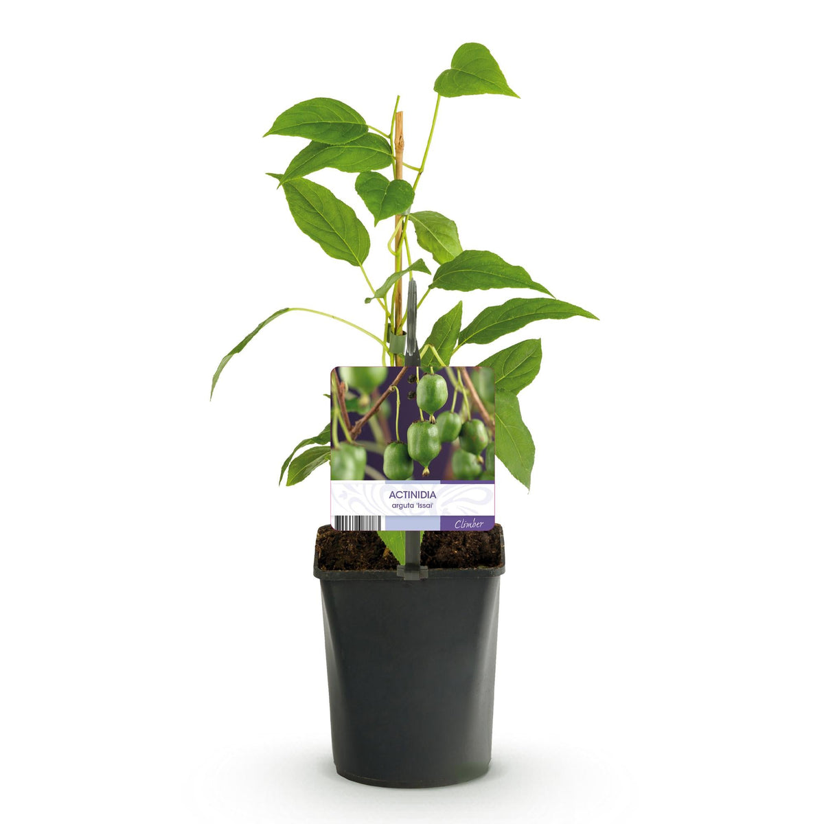 Kiwi - Actinidia arguta Issai - Obstpflanze - Grüne Frucht - 2 Pflanzen - Topf 11cm Höhe 40cm 