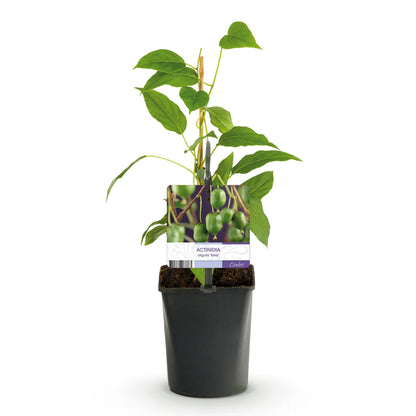 Kiwi - Actinidia arguta Issai - Obstpflanze - Grüne Frucht - 2 Pflanzen - Topf 11cm Höhe 40cm 