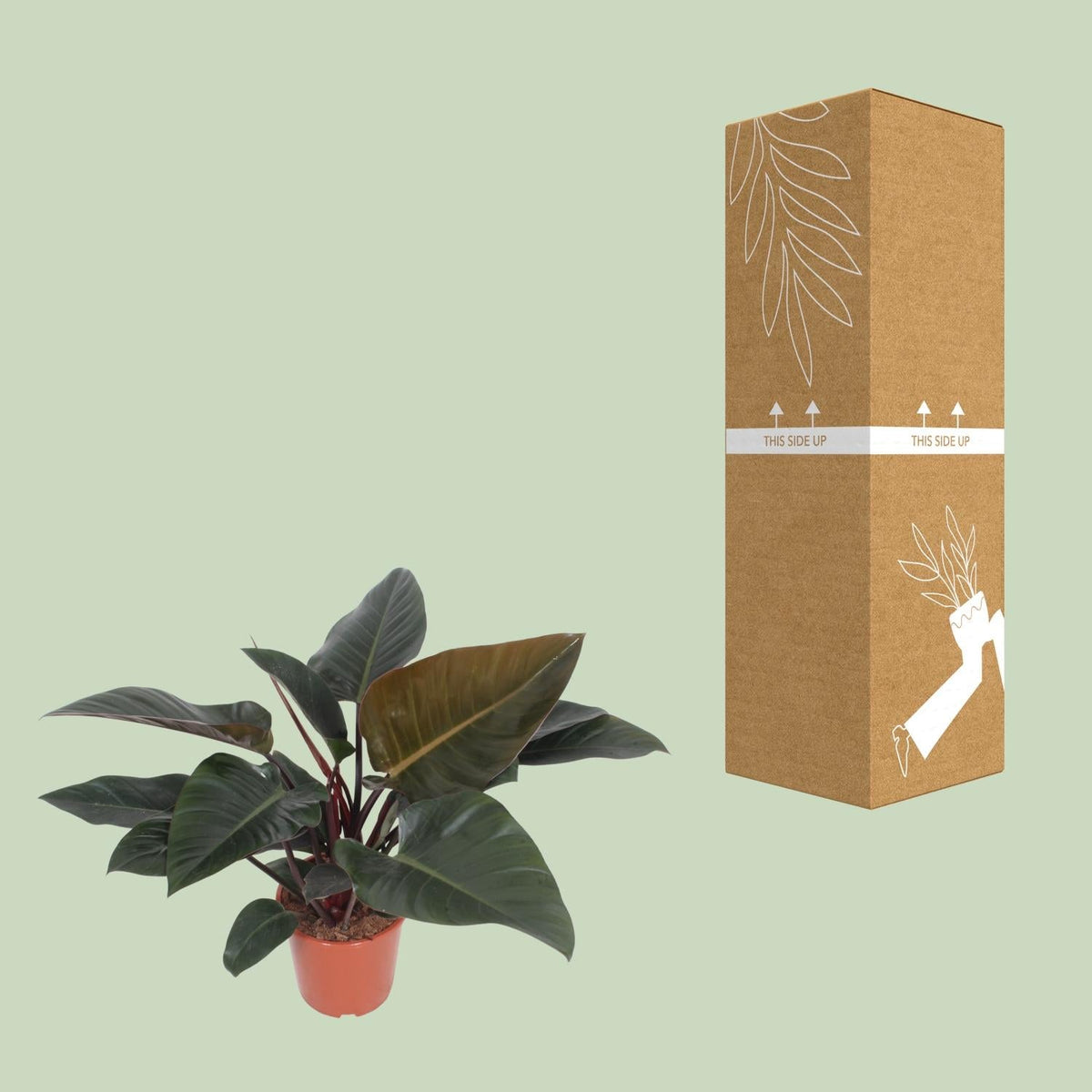 Baumfreund – Philodendron Congo Red – Zimmerpflanze – Ø27 cm – ↕80 cm – Herzförmige Blätter – Luftreinigend – Pflegeleicht 