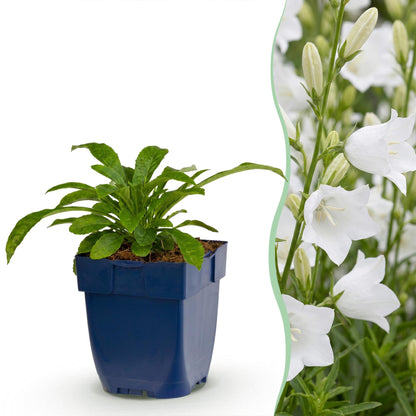 Pfirsichblättrige Glockenblume 'Alba' – Campanula persicifolia 'Alba' – Topf Ø11cm – Ansicht 2