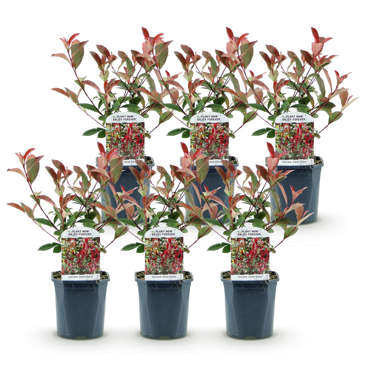 Green boutiQ - Haagplanten - Photinia fraseri Carre Rouge - groen rood  - 6 planten - 1 strekkende meter - groenblijvend - pot 17cm hoogte 55cm 