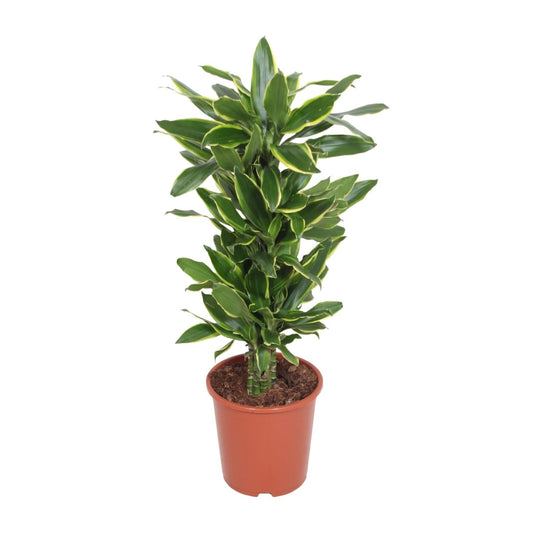 Dracaena Golden Coast - Ø27cm - ↕110cm 