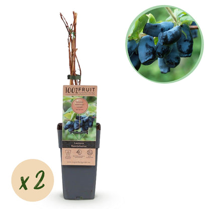 Blaubeere - Honigbeere - Lonicera caerulea Kamchatika - Obstpflanze - 2 Pflanzen - Topf 15cm Höhe 50cm 