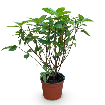 Green boutiQ - Gartenpflanze - Hydrangea panniculata Limelight - Rispenhortensie - Winterhart - Limettengrün - 1 Pflanze - Topf 12cm - Höhe 20-30cm 