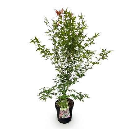 Green boutiQ - Gartenpflanze - Acer palmatum Phoenix - Japanischer Ahorn - Laubabwerfend - Grün - Rot - 1 - Topf 26cm - Höhe 90cm 