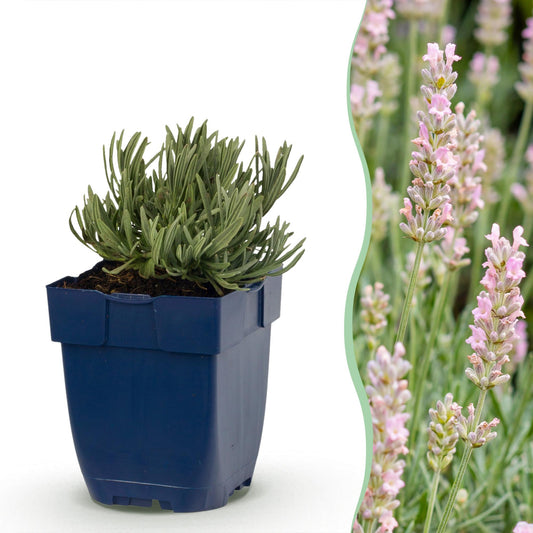 Lavendel 'Rosea' – Lavandula angustifolia 'Rosea' – 6 Pflanzen – Topf Ø11cm