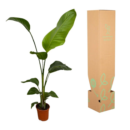 Weißer Paradiesvogel – Strelitzia Nicolai – Zimmerpflanze – Ø17cm – ca. 100 cm hoch – Exotisches Grün für Innenräume - 2 Pflanzen 