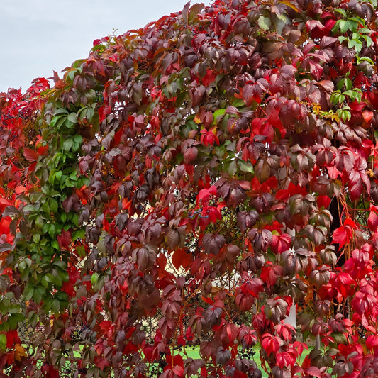 Selbstklimmender Mauerwein Parthenocissus Engelmannii – Kletterpflanze mit grünen & roten Blättern – 2 Pflanzen – 11 cm x H40 cm – Pflegeleicht 