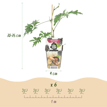GreenboutiQ - Obstpflanzen - Immergrüne Brombeere - Rubus Thornless Evergreen - Winterhart - 6 Pflanzen - Topf 9 cm - Schwarze Brombeere 