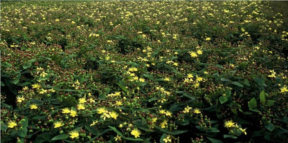 Hypericum inodorum 'Rheingold' – 24 Pflanzen – ↕10-25cm – Ø9cm – Zierstrauch mit goldgelbem Laub & gelben Blüten – Winterhart & pflegeleicht – Für Beete, Töpfe & als Bodendecker 