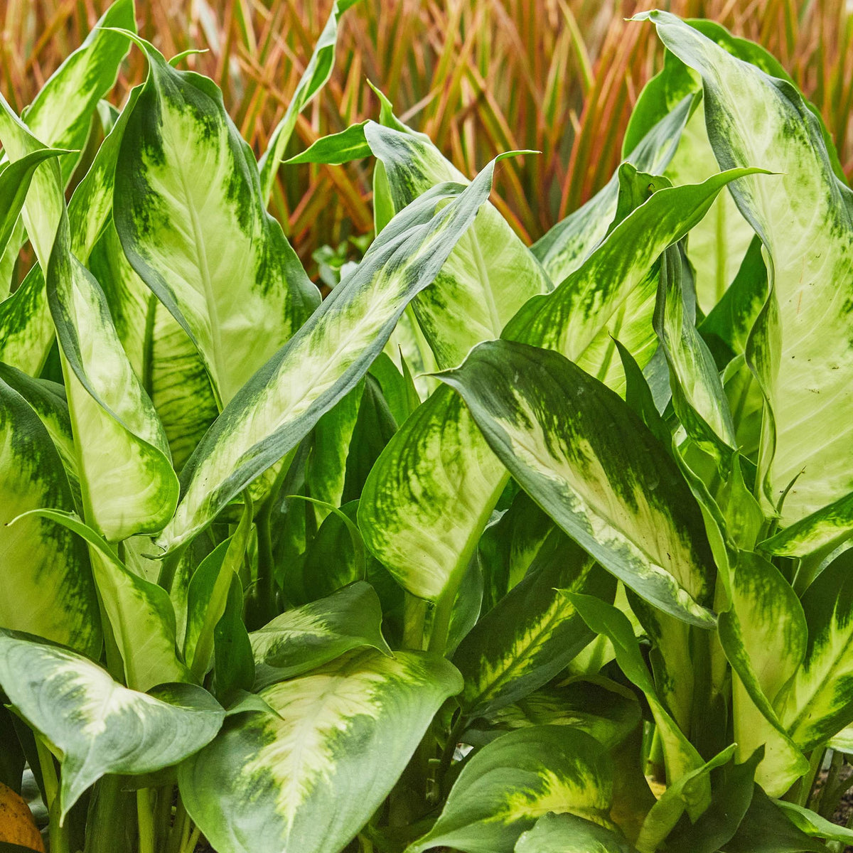 Green boutiQ - Zimmerpflanzen - Dieffenbachia Camilla - Dieffenbachia - Wenig Pflege - Bunt - 1 Pflanze - Topf 17cm - Höhe 45-50cm 