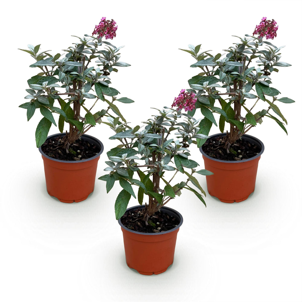 Flieder Buddleja Butterfly Candy Little Ruby 3er Set – kompakter Schmetterlingsstrauch rot bis tiefrosa – Topf 12cm – Höhe 20-25cm – duftend, nektarreich, insektenfreundlich – für Beet, Kübel, Balkon & Terrasse 