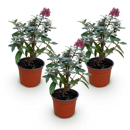 Flieder Buddleja Butterfly Candy Little Ruby 3er Set – kompakter Schmetterlingsstrauch rot bis tiefrosa – Topf 12cm – Höhe 20-25cm – duftend, nektarreich, insektenfreundlich – für Beet, Kübel, Balkon & Terrasse 