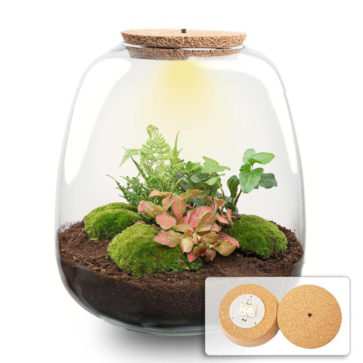 Flaschengarten „Emma“ – Bausatz mit LED-Korkdeckel – Ø23cm ↕25cm – DIY Pflanzenterrarium mit Efeu, Farn & Fittonia Ruby Lime – Selbstversorgendes Mini-Ökosystem aus Glas 