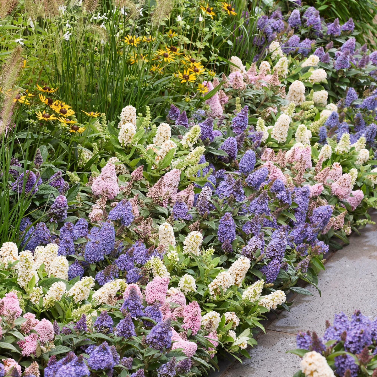 Green boutiQ - Gartenpflanze - Buddleja davidii Butterfly Candy Little Tricolour - Schmetterlingsstrauch - Kompakt - Rosa-Weiß-Blau - 3 Pflanzen - Topf 12cm - Höhe 20-25cm 