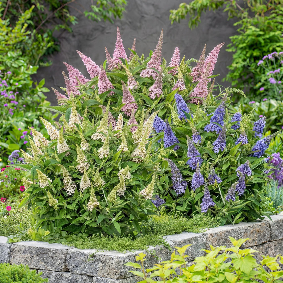 Green boutiQ - Gartenpflanze - Buddleja davidii Butterfly Candy Little Tricolour - Schmetterlingsstrauch - Kompakt - Rosa-Weiß-Blau - 3 Pflanzen - Topf 12cm - Höhe 20-25cm 