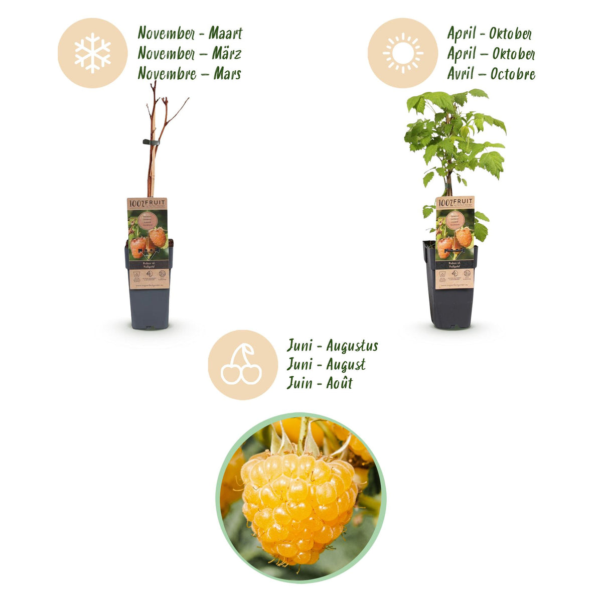 Green boutiQ - Fruit Plant - Rubus idaeus Fallgold - Raspberry Plant - Hardy - Yellow Raspberry - 2 Plants - Pot 15cm - Height 50cm 
