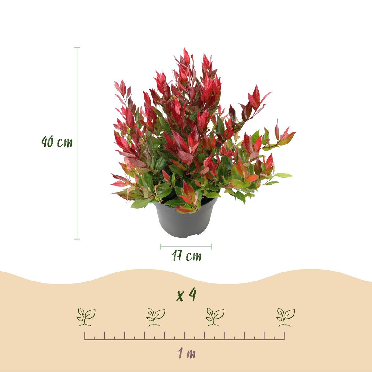 GreenboutiQ - Gartenpflanze - Leucothoe Little Flame - Rot - 1 Pflanze - Immergrün - Wenig Pflege - Topf 17cm Höhe 40cm 