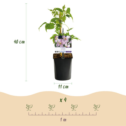 Kletterpflanze Clematis montana Rubens – Hellrosa Blüten – Frühblühend – 2 Pflanzen – 11 cm x H40 cm – Bis 10 m – Pflegeleicht – Ideal für Garten, Balkon & Pergola 