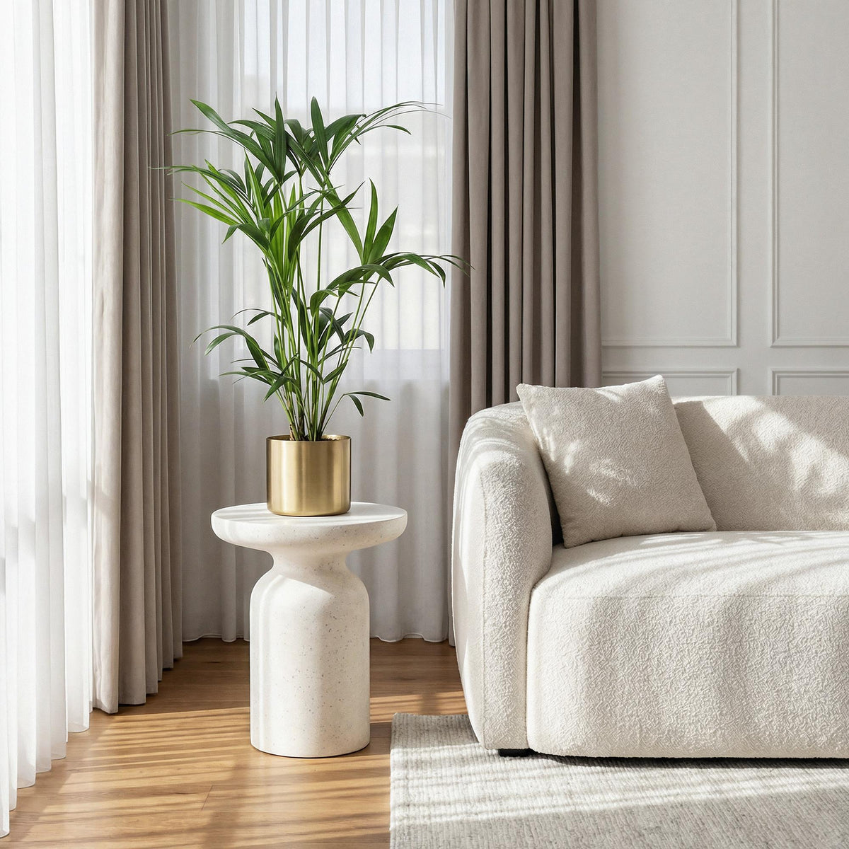 Howea Forsteriana – Kentia-Palme – 80–85cm – 19cm – Pflegeleichte Zimmerpalme mit eleganten Wedeln – Tropische, luftreinigende Grünpflanze für stilvolle Wohnräume 