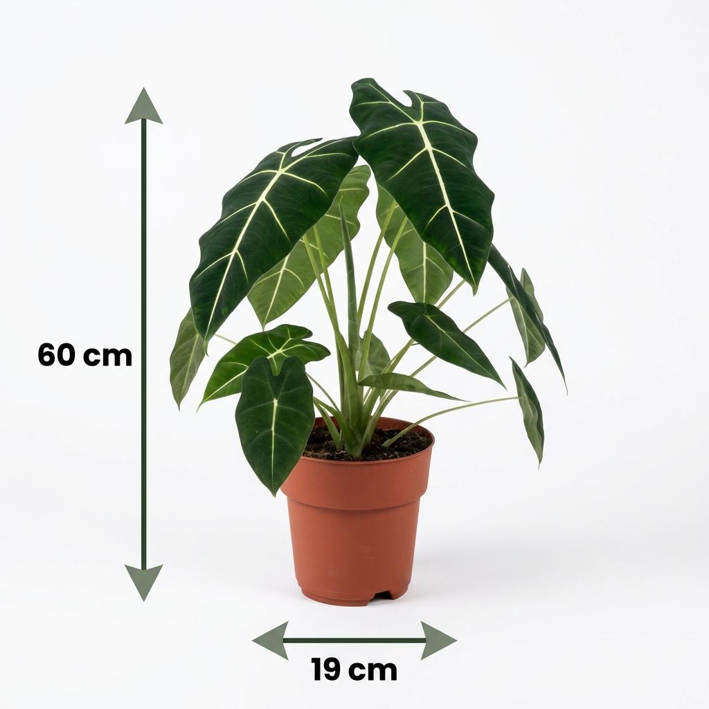 Green boutiQ - Zimmerpflanze - Elefantenohr - Alocasia Frydek - Grün - Pflegeleicht - 1 Pflanze - Topf 19cm - Höhe 60cm 