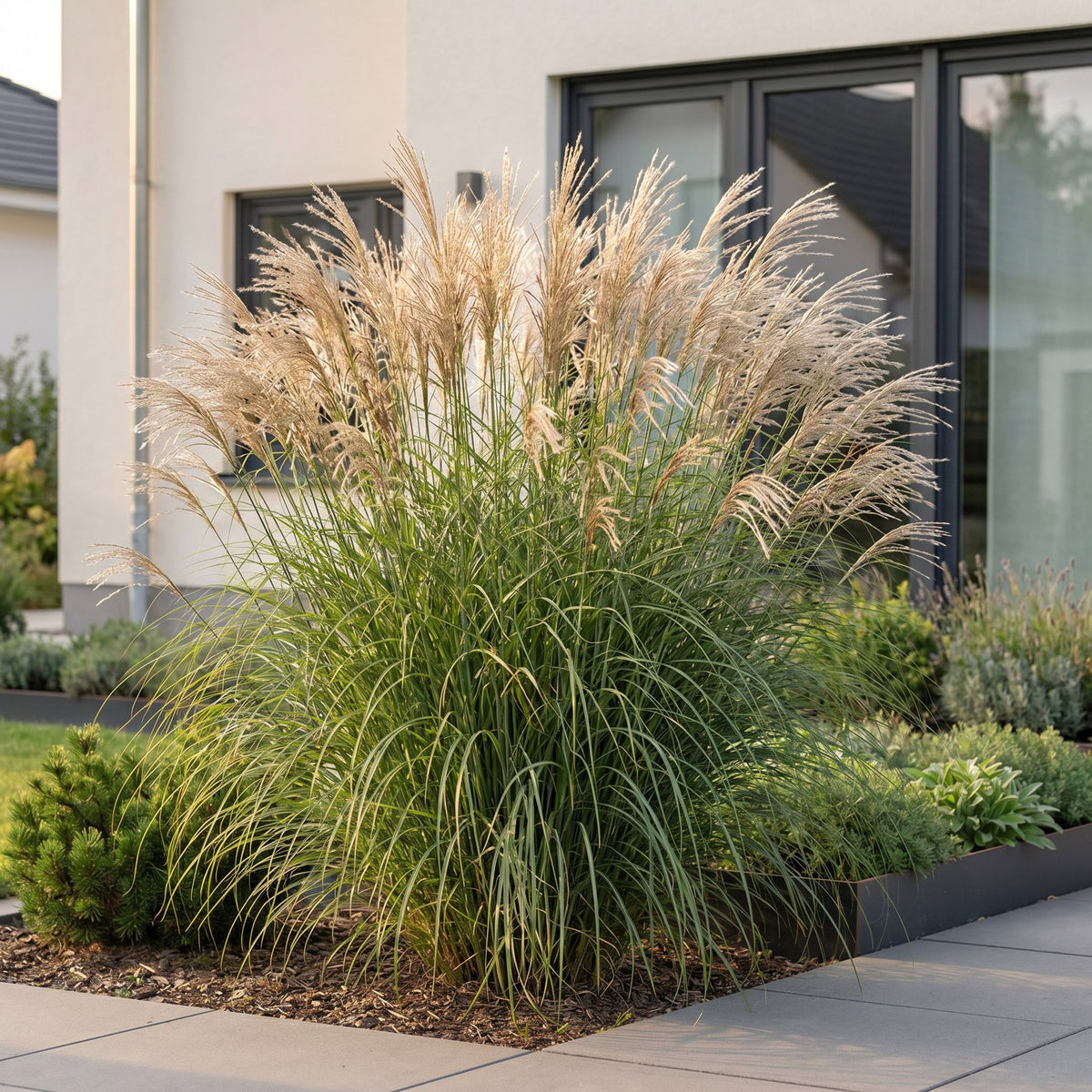 Chinaschilf 'Gracillimus' – Miscanthus sinensis 'Gracillimus' – Topf Ø11cm – Ansicht 6