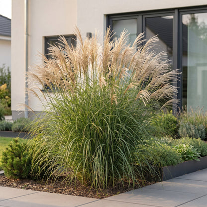 Chinaschilf 'Gracillimus' – Miscanthus sinensis 'Gracillimus' – Topf Ø11cm – Ansicht 6