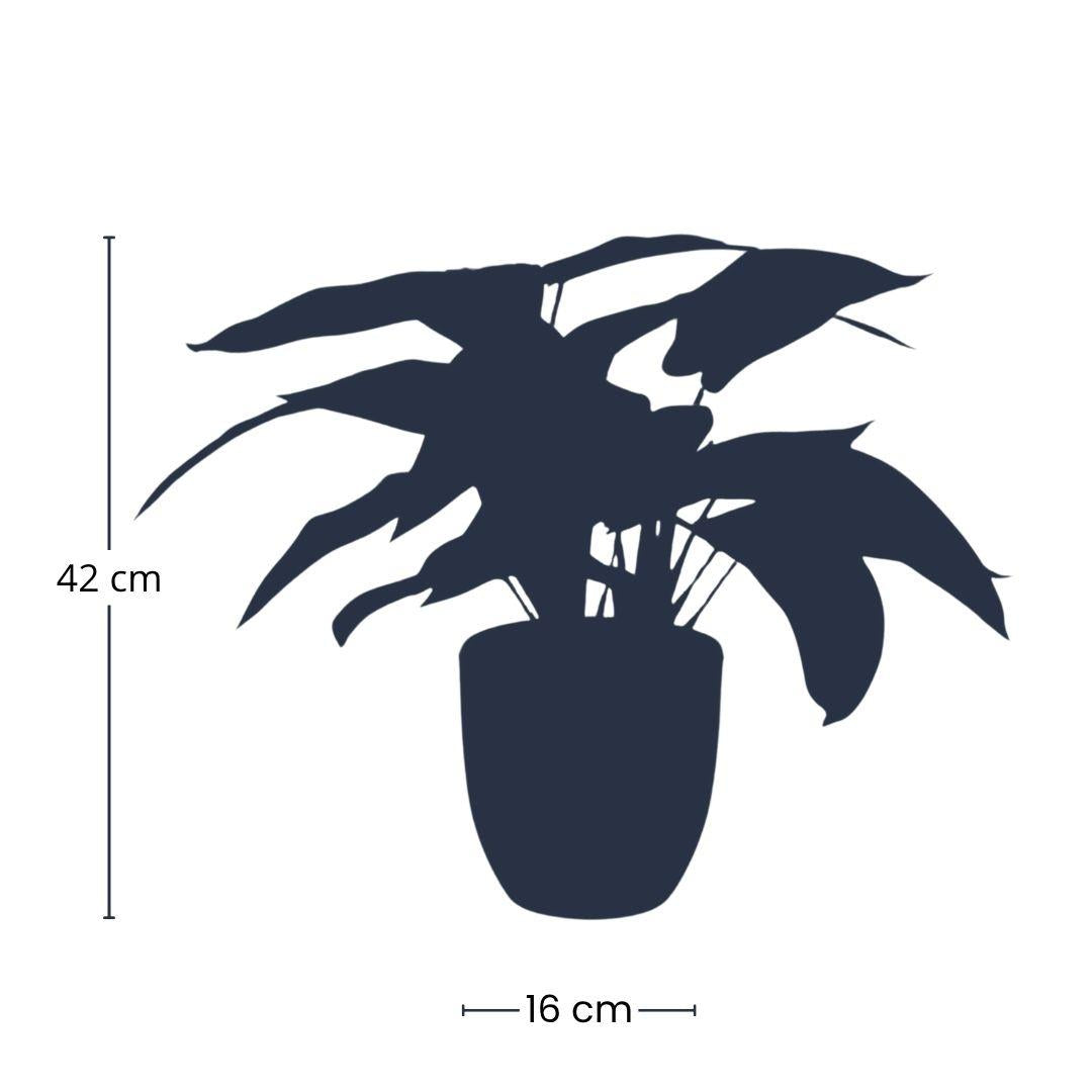 Calathea Zebrina – Korbmarante – Kunstpflanze – 42cm hoch – Schwarzer Topf Ø10–16cm – Realistisches Zebramuster – Pflegeleicht & dekorativ – Für Zuhause & Büro 