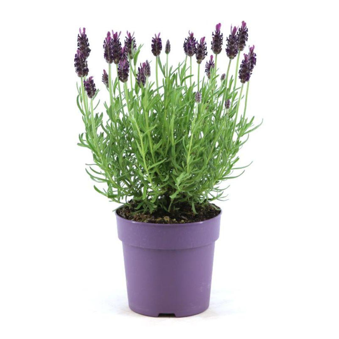 Echter Lavendel Lavandula stoechas Anouk – 6 Pflanzen – Duftender Schopflavendel – Ø12 cm – Winterhart – Für Garten, Terrasse & Balkon 