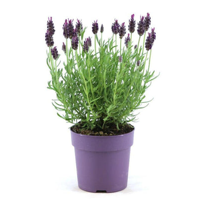 Echter Lavendel Lavandula stoechas Anouk – 6 Pflanzen – Duftender Schopflavendel – Ø12 cm – Winterhart – Für Garten, Terrasse & Balkon 