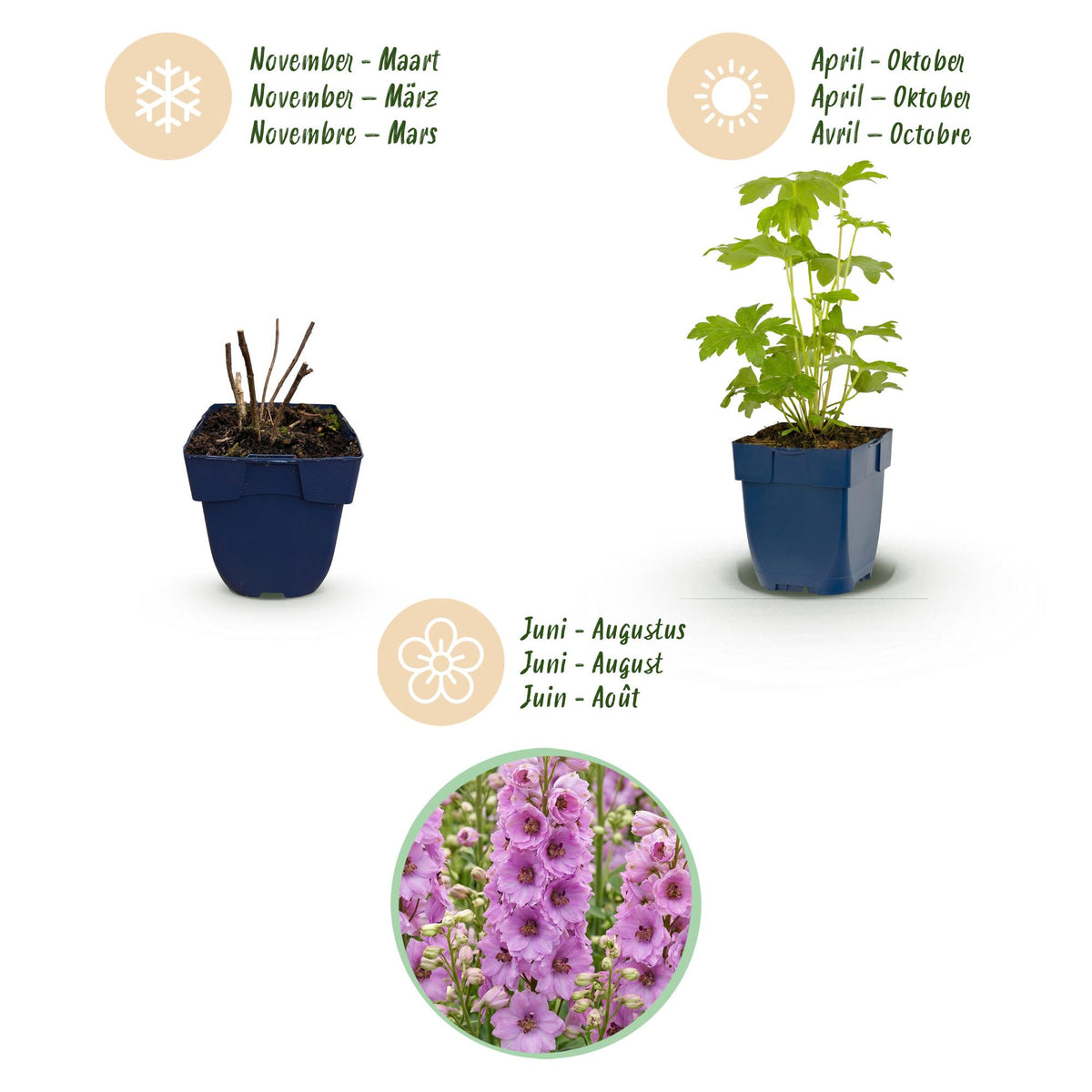 Rittersporn 'Astolat' – Delphinium 'Astolat' – Topf Ø11cm – Bienenfreundliche Staude für Garten & Balkon – Ansicht 4