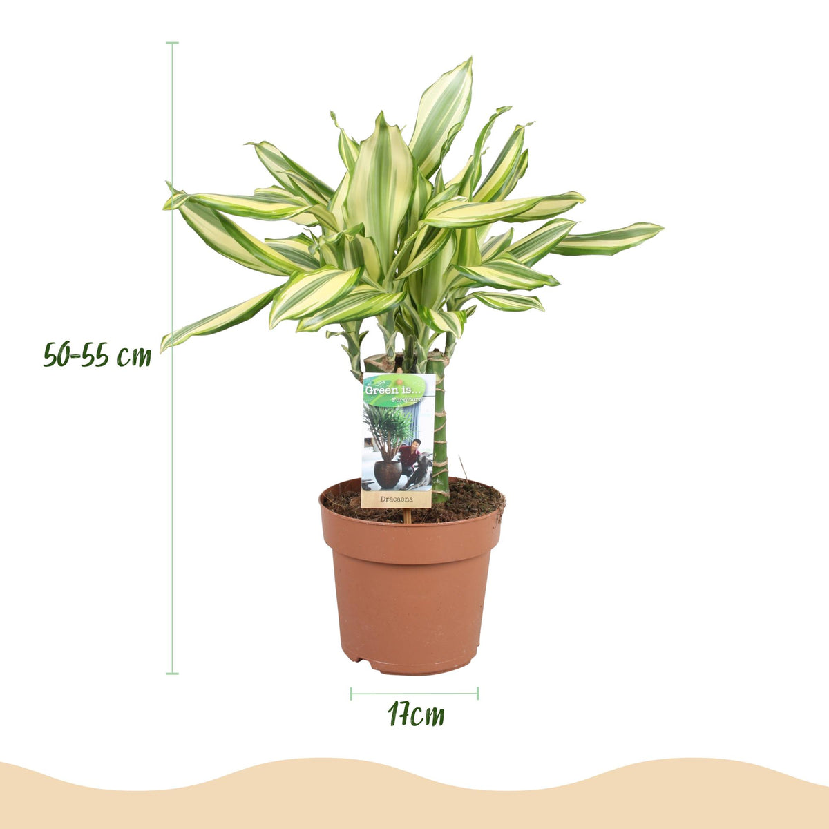 Green boutiQ - Zimmerpflanzen - Dracaena fragrans Diamond Dream - Drachenbaum - Wenig Pflege - Bunt - 1 Pflanze - Topf 17cm - Höhe 50-55cm 