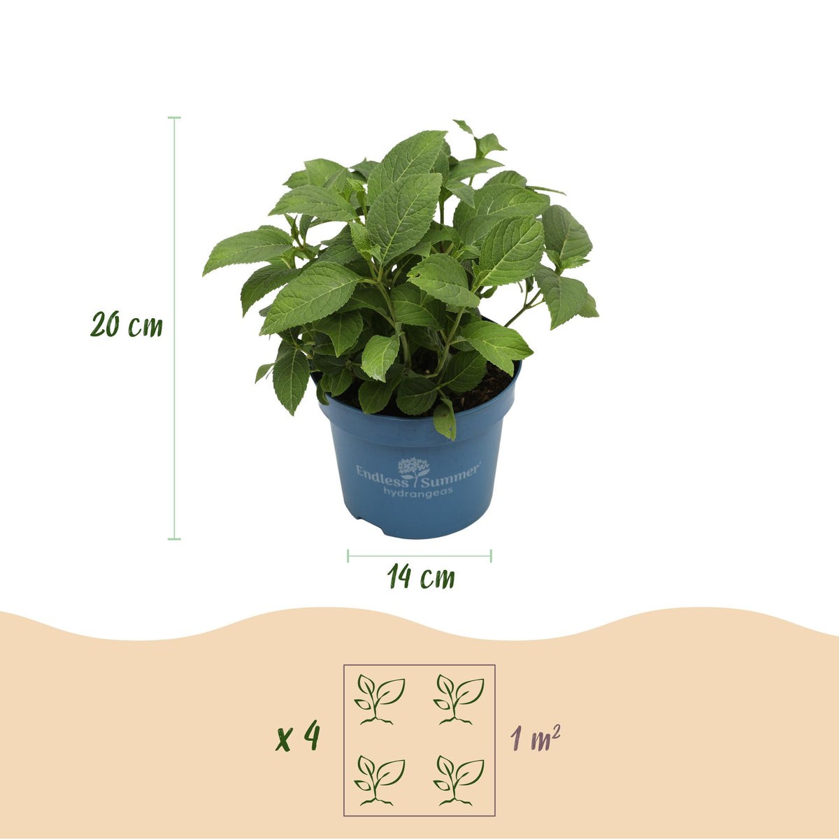 Green boutiQ - Gartenpflanze - Hydrangea Endless Summer Summer Love Purple - Hortensie - Winterhart - Lila - 1 Pflanze - Topf 14cm - Höhe 20-25cm 