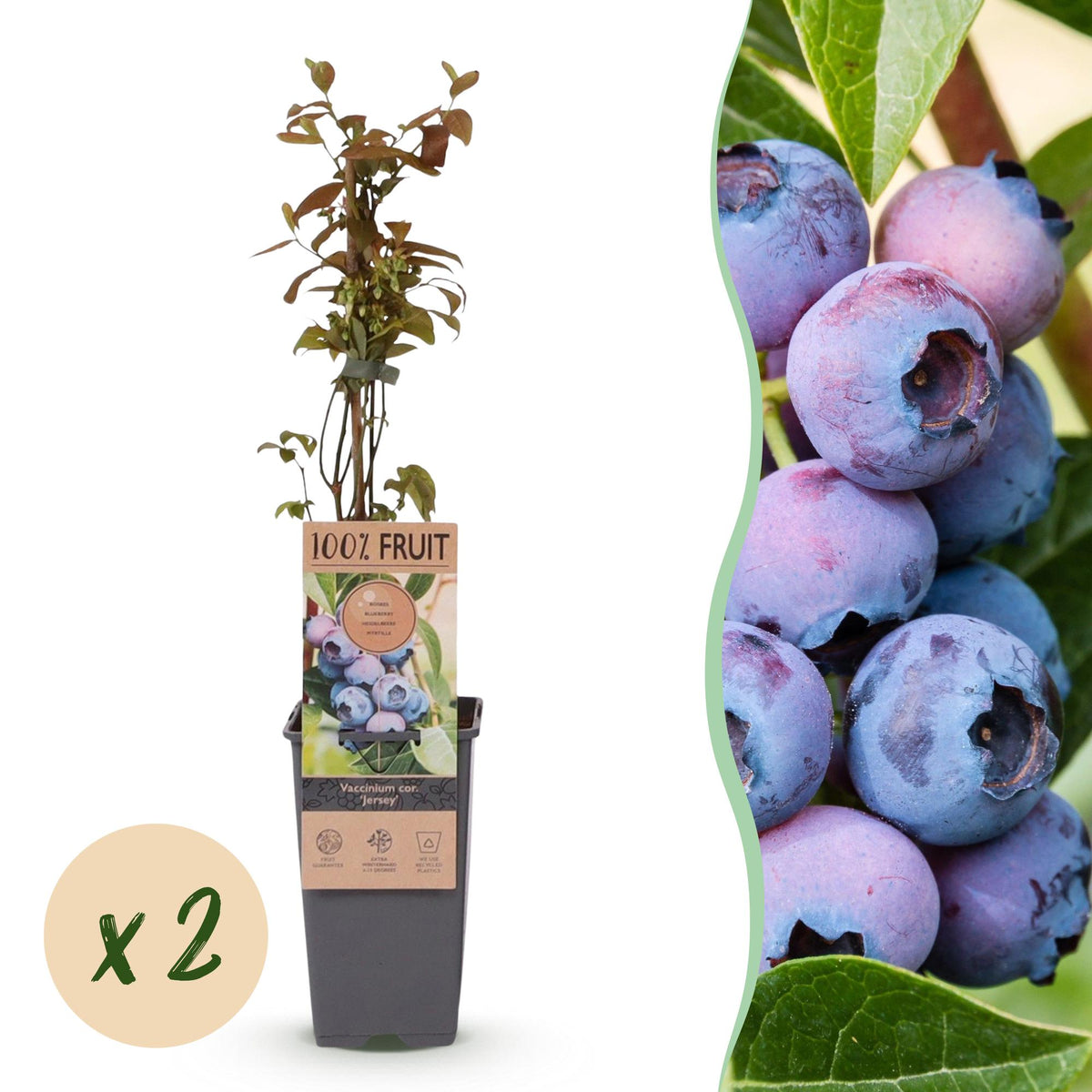 Green boutiQ - Fruit plant - Vaccinium corymbosum Jersey - Blueberry - Hardy - Blue Berry - 2 Plants - Pot 15cm - Height 50cm 