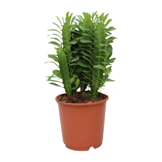 Euphorbia Trigona – Wolfsmilch – Zimmerpflanze – Ø12cm – ↕40cm – Sukkulente – Pflegeleicht & robust – Für hellen Halbschatten 