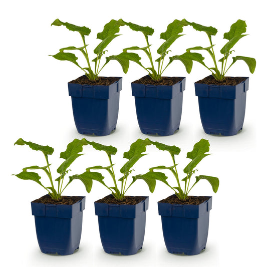 Sonnenhut 'Magnus' (purpurrot) – Echinacea purpurea 'Magnus' – Topf Ø11cm – Ansicht 2